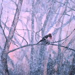 Storm Redpoll