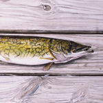 Chain Pickerel