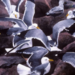 Herring Gulls