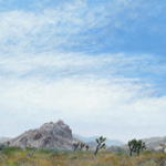 Joshua Tree Morning