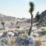 View of Joshua Tree National Park 