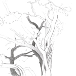 Manzanita Tree sketch